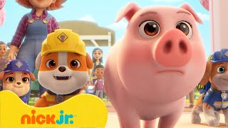 Rubble y su Equipo  ¡Rubble rescata animales tiernos 🐷  Nick Jr en Español [upl. by Ahsetel]