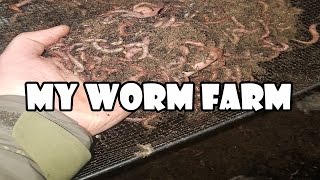 Dendrabaena Worm Farm  Showing you my Wormery [upl. by Roehm59]