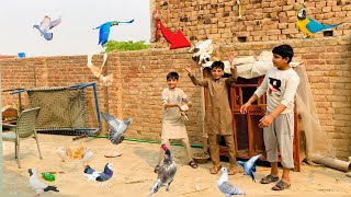 shirazi pigeons wapis aa gya🥰my pigeon cage setup pigeon pets kabooter birdswalalarka vlog [upl. by Neb]