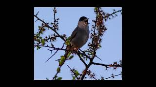 Fauvette à tête noire  Chant [upl. by Yeltneb]