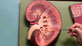 kidney anatomy [upl. by Nev]