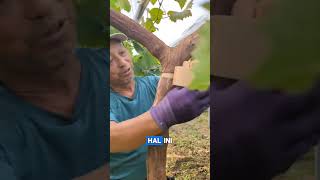 Teknik petani anggur grape farming anggur berkebun foryou viralvideo viralshort [upl. by Aeel]