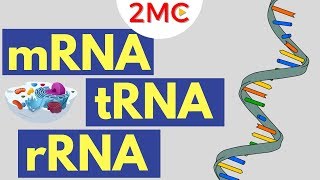 mRNA tRNA and rRNA function  Types of RNA [upl. by Siraf]