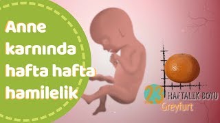 Anne karnında hafta hafta bebek gelişimi [upl. by Ching509]