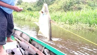 RAWAI IKAN PATIN DI SUNGAI KECIL [upl. by Riancho871]