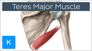 Teres Major Muscle  Origin Insertion amp Action  Human Anatomy  Kenhub [upl. by Ymmor]