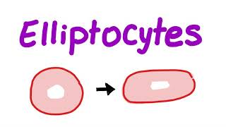 Elliptocytes [upl. by Iznik]