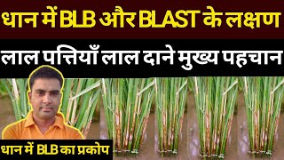 धान में BLB और BLAST का प्रकोप।। Bacterial Leaf Blight in Rice  BLB in Rice Symptoms [upl. by Randall]