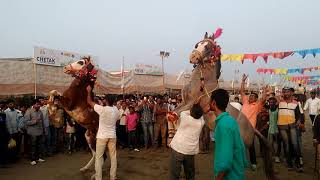 Sarangkheda Chetak festival 2017 horse dance [upl. by Katie405]