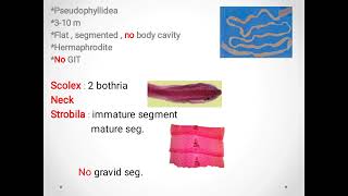 Diphyllobothrium Latumbroad fish tapeworm ديدان السمك الشريطية [upl. by Kind]