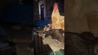 sa subrang bait para nasiyang inahing manok animals viral [upl. by Sopher365]