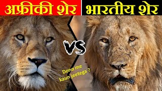 AFRICAN LION VS ASIACTIC LIONS में क्या अंतर है  AFRICAN LION VS ASIACTIC LIONS में कौन जीतेगा [upl. by Garbe]