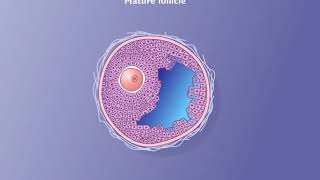 Maturation of the Follicle and Oocyte HD Animation [upl. by Margareta868]