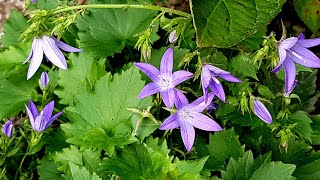 Campanula poscharskyana Blue Waterfall [upl. by Jorgensen]