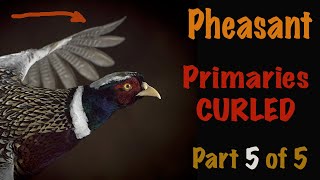 Pheasant Taxidermy  5 of 5Wind pressure Wing tip Curl Art of Taxidermy [upl. by Haym973]