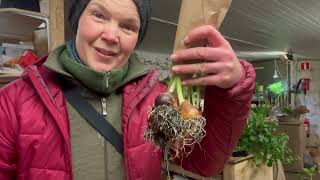 Tulpaner på lök  Blommor från Skillnadens vecka 2 2024 [upl. by Hoo]