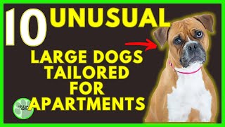 10 Unusual Large Dog Breeds Tailored for Apartment Life [upl. by Aradnahc]