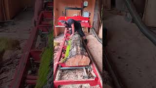 Gestocke Buche auf der Woodmizer LT 15 woodmizer sawmill sägewerk [upl. by Hannover]