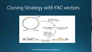 Yeast Artificial Chromosome YAC Vector and its applications [upl. by Elaynad]