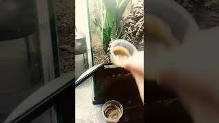 Crested gecko feeding crestedgeckos animallover reptiles [upl. by Dias116]