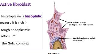 Microscopic features of fibrocyte and fibroblast [upl. by Ajtak438]