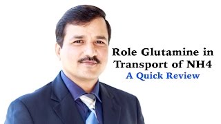 Role of Glutamine in Transport of NH4 [upl. by Rosemaria576]