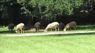 Gulf Coast Sheep amp History Lesson on Middleton Place in Charleston SC [upl. by Lebiralc667]