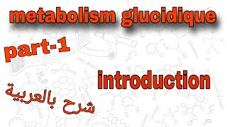 Part1  metabolism glucidique  introduction  درس الميتابوليزم بالعربية [upl. by Sivel]