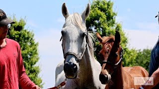 A Special Flightline Foal at Machmer Hall [upl. by Ambler]