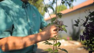 How to Separate Clematis  Garden Savvy [upl. by Eirok]