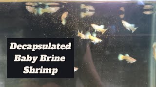 Feeding Decapsulated Brine Shrimp To My Guppy Fish guppy guppyfish guppybreeder guppybreeding [upl. by Christoph]