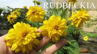 Rudbeckia Flower Coneflower  Black eyed susan How to Grow Rudbeckia Plant Rudbeckia Laciniata [upl. by Ahsasal]