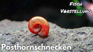 Posthornschnecken  Liquid Nature Fisch Vorstellung [upl. by Madella593]