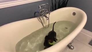 Crusoe the Dachshund Takes a Bath Facebook Live Video [upl. by Aphrodite]