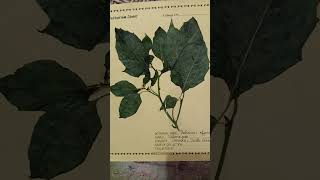 Herbarium Sheet Solanum nigrum shorts shorts [upl. by Mayap]