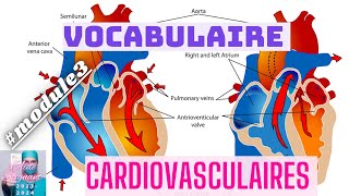 📚🏃VOCABULAIRE MÉDICAL CARDIOVASCULAIRES 💉📢🫁❤️module3 aidesoignant [upl. by Delastre]