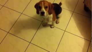 Beagle Dressage de mon chien Himé 1 [upl. by Laurene]