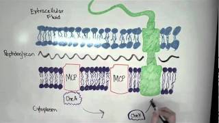 Bacterial Chemotaxis in Plain English [upl. by Stern656]