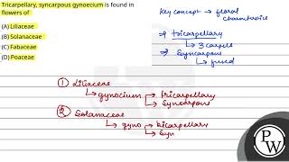 Tricarpellary syncarpous gynoecium is found in flowers of [upl. by Olympie]