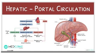 HepaticPortal Circulation Physiology Explained [upl. by Orimlede]