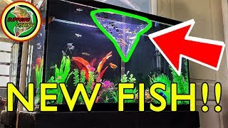 Adding 16 NEW Fish To My 30 Gallon Freshwater Aquarium Building My Community Fish Tank [upl. by Lilli]