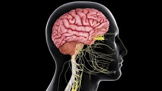 Physiology  CNS  Sensory  lecture 7  Pain Control Systems amp headache DrNagi  Arabic [upl. by Anyrak]