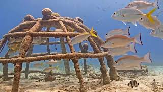 Harbour Village Bonaire Live Stream [upl. by Assirhc718]