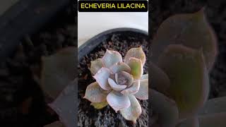 ECHEVERIA LILACINA Shorts 1584 plants succulents suculentas [upl. by Philipp]