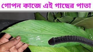 খুব মূল্যবানThe leaves of this plant are used to treat gasheartburnindigestionacneskin problems [upl. by Antonella]