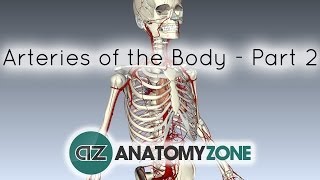 Arteries of the body  PART 2  Anatomy Tutorial [upl. by Oratnek771]