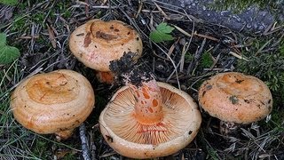 Cueillette Champignons dans le Var [upl. by Anihsit]