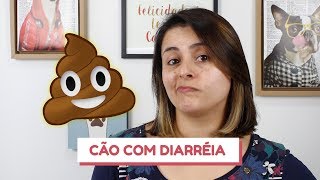 O que fazer quando o cão está com diarréia [upl. by Kemeny362]