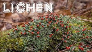 Introduction to Lichen Growth Forms Reproduction and Value [upl. by Lashar]