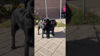 БРЮЛИК и ДЖОННИ griffon brabanson puppy cute pets [upl. by Oisinoid]